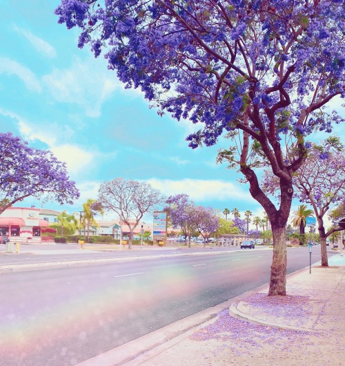 Can it always be jacaranda season? ∞