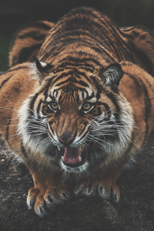 ikwt: Sumatran Tiger (John Vargas) | ikwt ⚜️