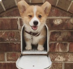 awwww-cute:  You’ve got mail (Source: http://ift.tt/1QGIgU1)