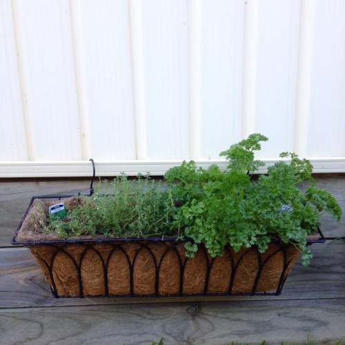 Pressed for space and can’t put in any raised beds because the landlord will kick up a stink? 