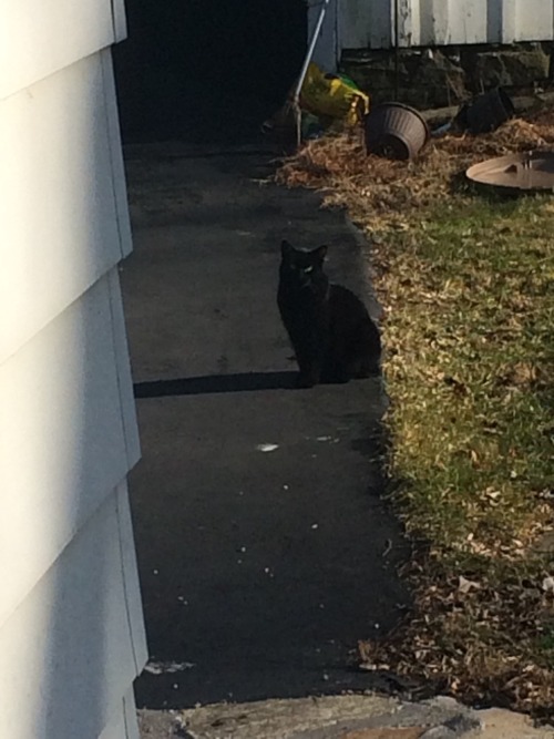 Bagel Meets Her Doppelganger