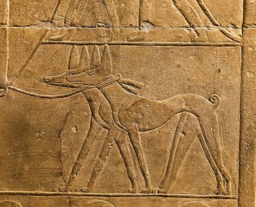 grandegyptianmuseum:Dogs in ancient EgyptRelief depicting two greyhounds from the Mastaba of Mereruk