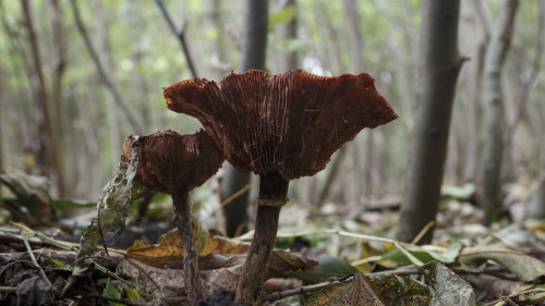 Beautiful Mushrooms by Danimatie