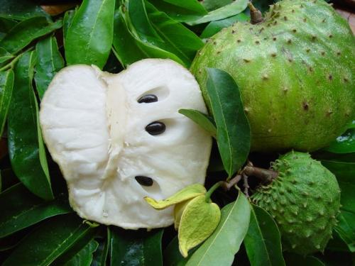 incorrigibleobstine: Soursop/Corossol !