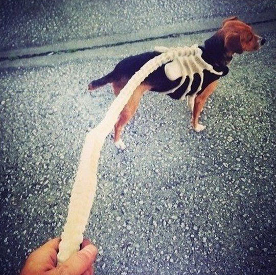 daily-meme:  Spinehugger Leash 