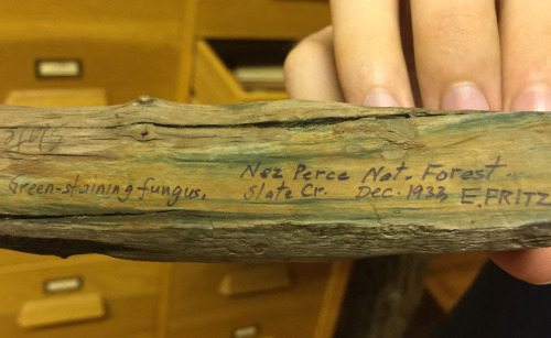 Found in the wood collection - specimen of “Green-staining fungus, Nez Perce Nat. Forest, Slat
