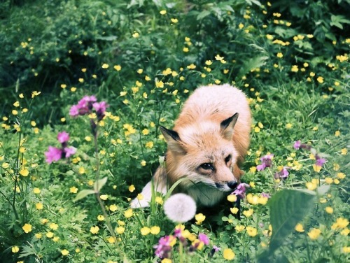 everythingfox:Happy place