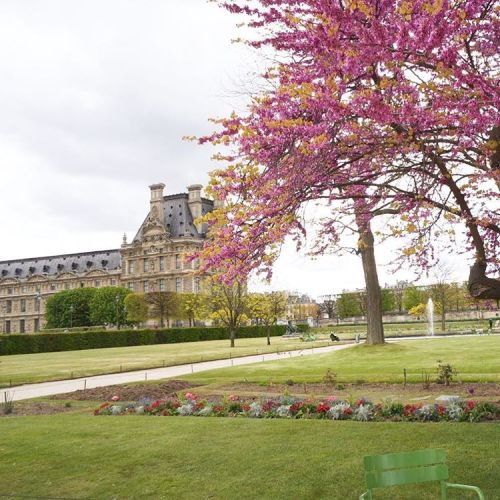 Pink blossom is everyone’s favourite  #blossom #pink #chateau #paris #france #louve #green #su