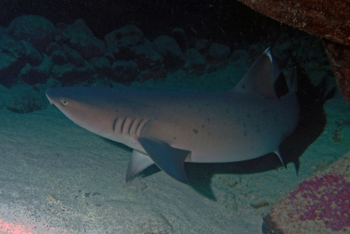 eliothearsonist:sharkpics:whitetip reef sharkthis picture is not only aesthetically pleasing but emo