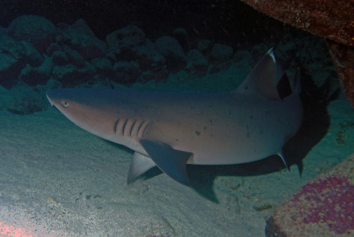 restless shark by BarryFackler on Flickr.Another T. obesus! Sorry, they’re so cool. 