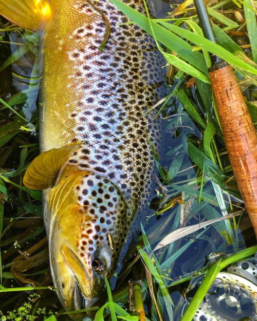 From warmer times #2021 was a not all bad some cracking #browntrout from the #river #Cam #catchandre