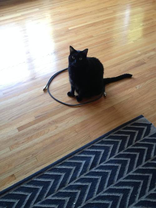 catsbeaversandducks:Cat Circles, the amazing phenomenon in which a cat will deliberately sit in a ci