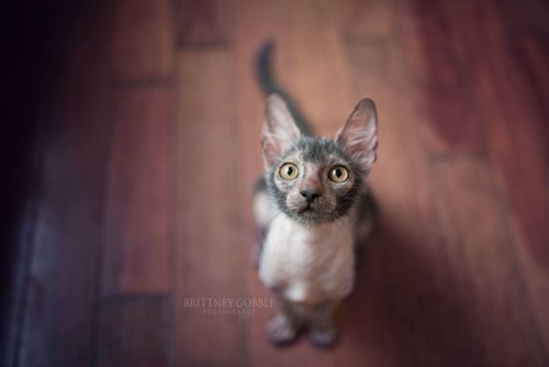 zooophagous: ainawgsd: Lykoi The Lykoi, also called the Werewolf cat, is a natural mutation from a d