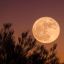 xmoonbeams