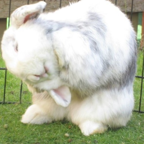 My baby Gypsy who is sadly no longer with us She was a sweetheart ❤ #Love #R.I.P #Bunny #Bunnies #Ra