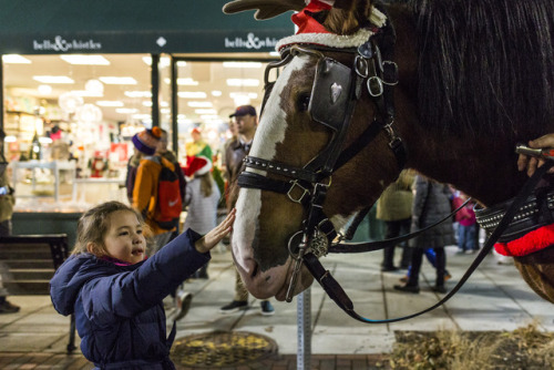 The Holiday season begins in Belmont and Concord with Tree Lighting Ceremonies. [Wicked Local Photo/