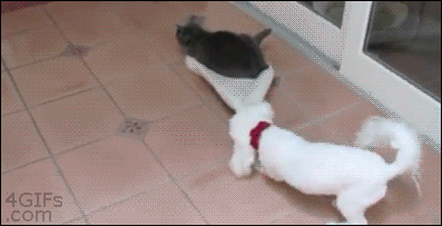 4gifs:  Cats are bed-stealing jerks. [video] 