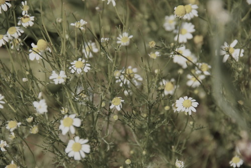 daisy chain