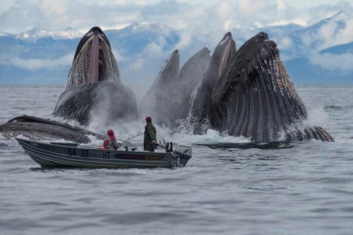 advice-animal: Whales Up-close and Gigantic.