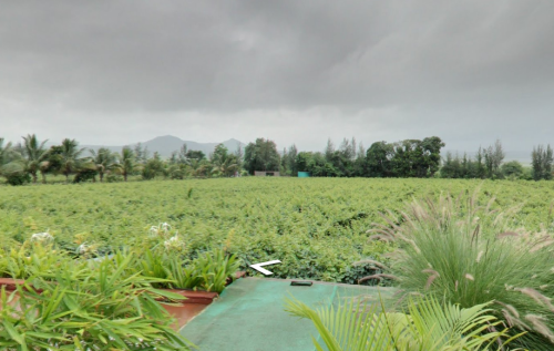 (Ganghavare, Nashik, Maharashtra)