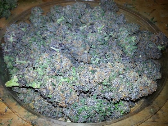soggybungholesurfer:  Care for a bowl of purple? Gods Gift 