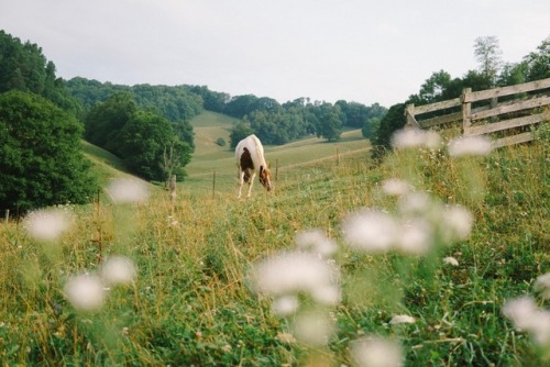 blueridgeblues: Sunday morning.