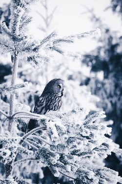 maureen2musings:   Camouflaged     niiloi