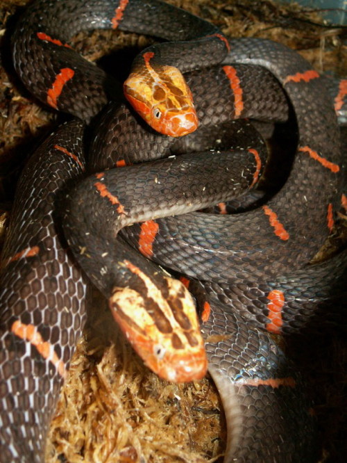 (Azemiops feae) Fea’s viper Venom Characteristics: Little information available. Probably hemotoxic