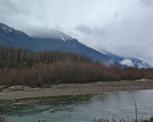 Eagle watching on a rainy day on the Cheakamus river. I counted more than 30 bald eagles gorging on 