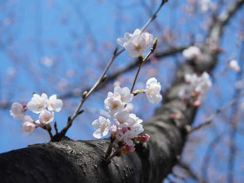 深川の桜 1 by Neconote on Flickr.