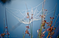 superbnature: Hammock Web by fineartphotosbymichelle