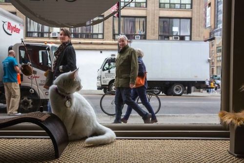 catsbeaversandducks: America’s First Cat Café Opens: Drink Coffee Alongside Adorable Cats Yesterday