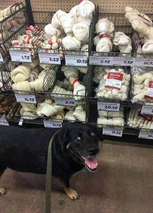 thewolf-in-me:  tastefullyoffensive: “Are you seeing this sh*t, human?” (via convicttv) These chews are called rawhide chews, and please please PLEASE FOR THE LOVE OF GOD NEVER GET YOUR DOGS THESE!! They’re so FUCKING bad and even dangerous for