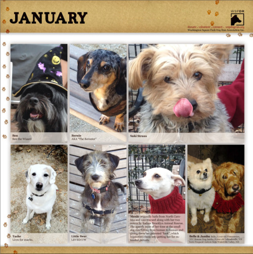 January at the Washington Square Park Dog Run! We created this calendar as a fundraiser, and photogr