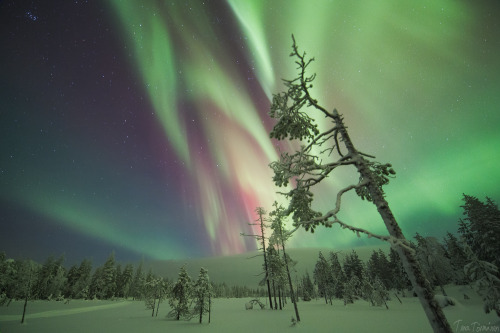 tiinatormanenphotography:  X - Mas Auroras.  23th Dec 2014, Southern Lapland, Finland.  by Tiina Törmänen 