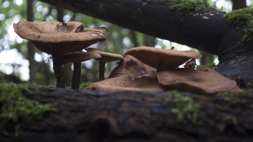 Mushrooms by Danimatie