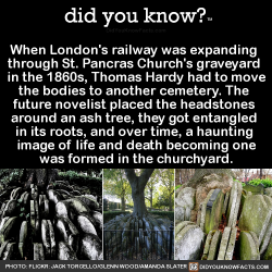 did-you-kno:  When London’s railway was expanding  through St. Pancras Church’s graveyard  in the 1860s, Thomas Hardy had to move the bodies to another cemetery. The  future novelist placed the headstones  around an ash tree, they got entangled  in