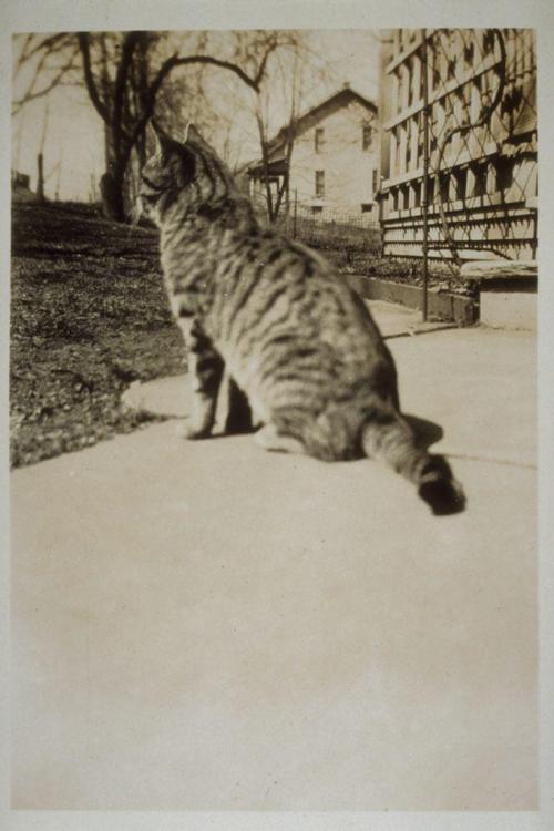 UnknownThree Portraits Of A Cat.n.d. (circa 1920-1930)non-projected Black And White Photographmounted2.5x3.5