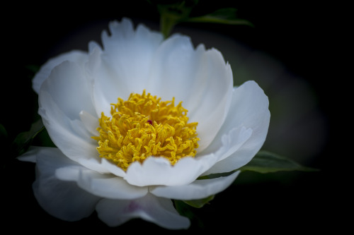 white peony