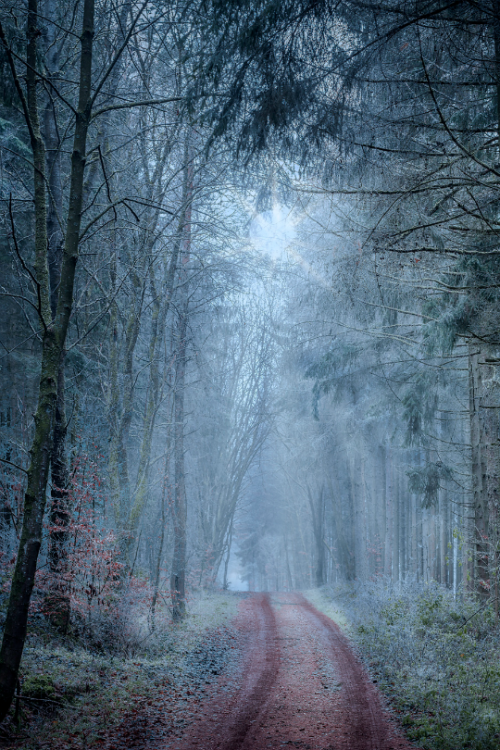 tulipnight: Minus Three Degrees by Gerald Huter