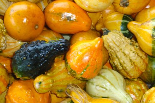 Gourds, Fruit Stand, Meadows of Dan, Virginny, 2009.