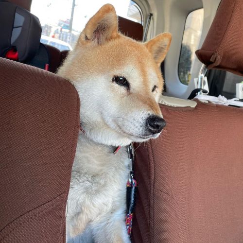 shibainu-komugi: ちょっとドライブ行ってきます。フィラリア予防接種に行ってくるよ #dog #doge #shiba #shibe #shibainu #shibastagram #k