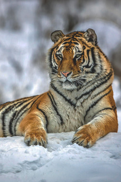 wearevanity:  | Siberian Snow Tiger…. |