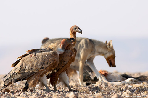 sisterofthewolves: Picture by Yoram Spihrer African wolf and Griffon vultures