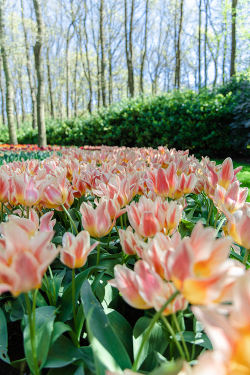 Field of colorful Waterlily Tulips ~ Janosch Diggelmann