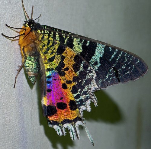 The sunset moth is a day-flying moth native to Madagascar..Their caterpillars feed on toxic Omphalea