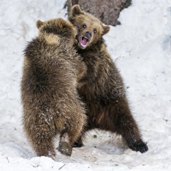 magicalnaturetour:  Playing young bears V
