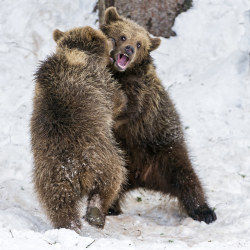 magicalnaturetour:  Playing young bears V by Tambako the Jaguar on Flickr.