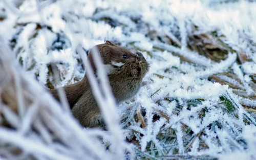 wapiti3:Stoat (Mustela erminea), also known as the short-tailed weasel,Photographer: Jan Larsson