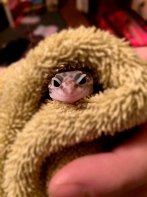 Pinky&rsquo;s grumpy face post bath